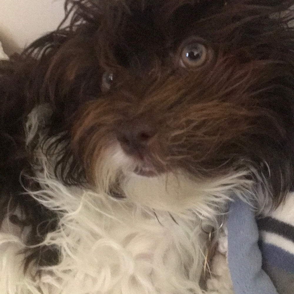 Meet your Posher, Chaithra